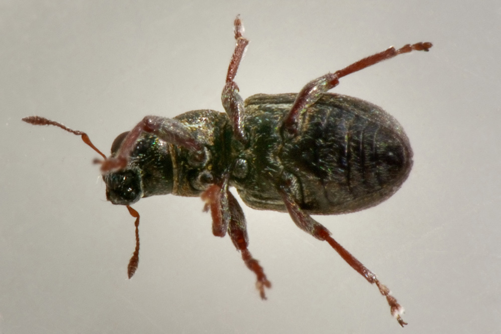 Curculionidae: Phyllobius sp?    No, Sitona sulcifrons argutulus